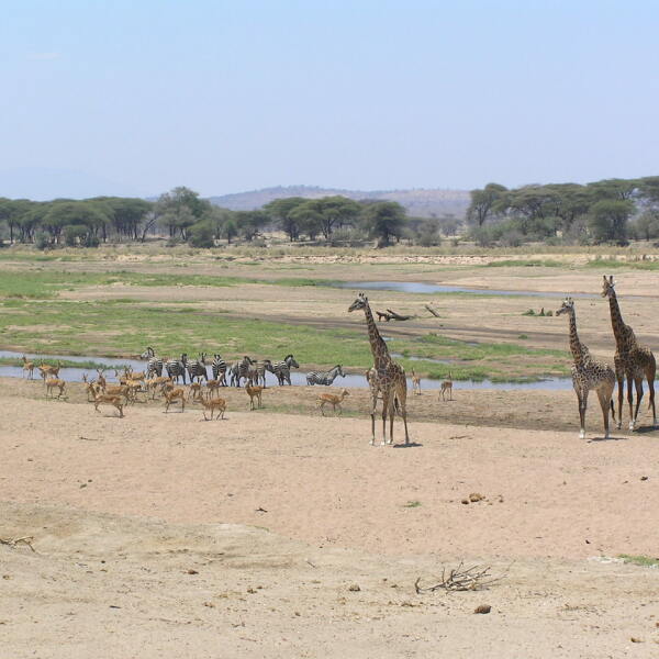 Offroad-Reisen Tansania Nairobi Abenteuer Flamingos